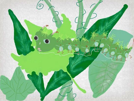 白冰老师的插画作品《昆虫记》