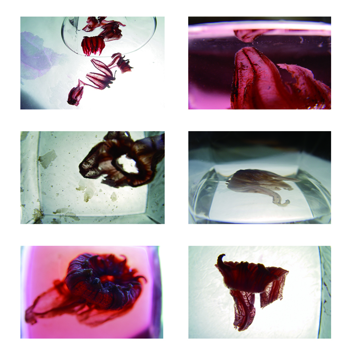 数字摄影 《玫瑰茄》系列